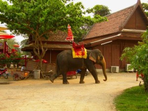 アユタヤ象乗り